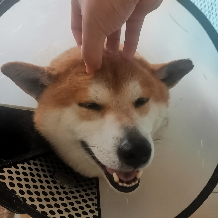 秦风
