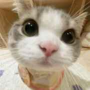 古希腊掌管古希腊的神