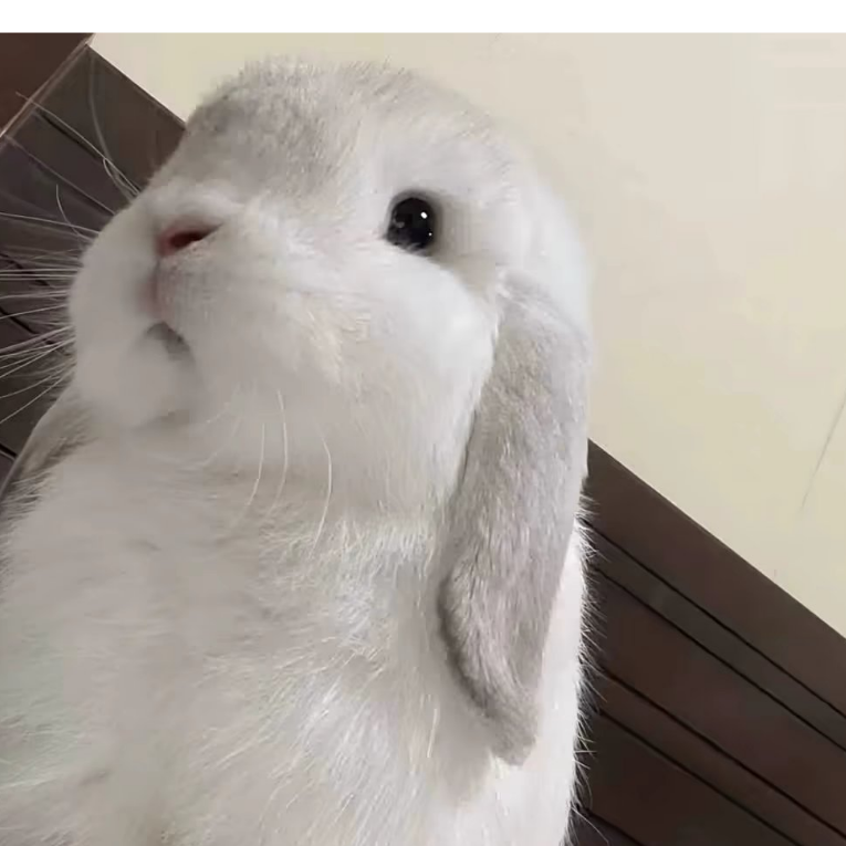 珊宝