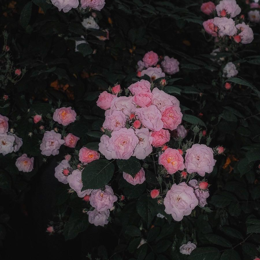 鱼鱼鱼鱼鱼鱼