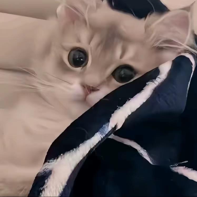 琪妹