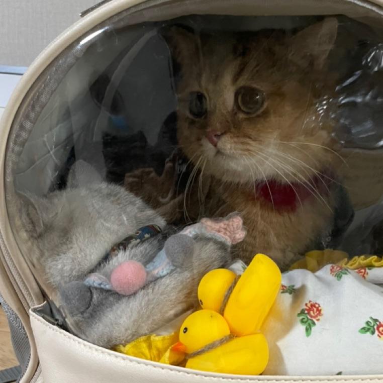 养龙的猫