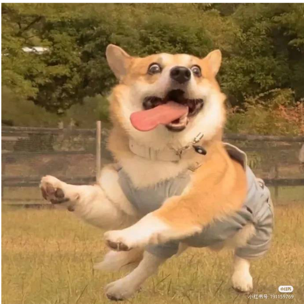 徐公