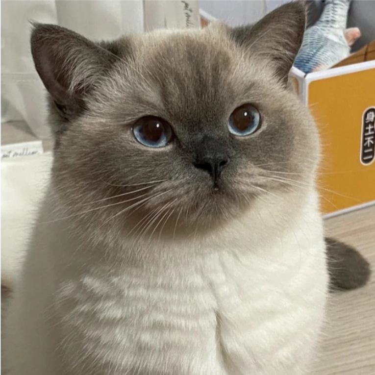 木木