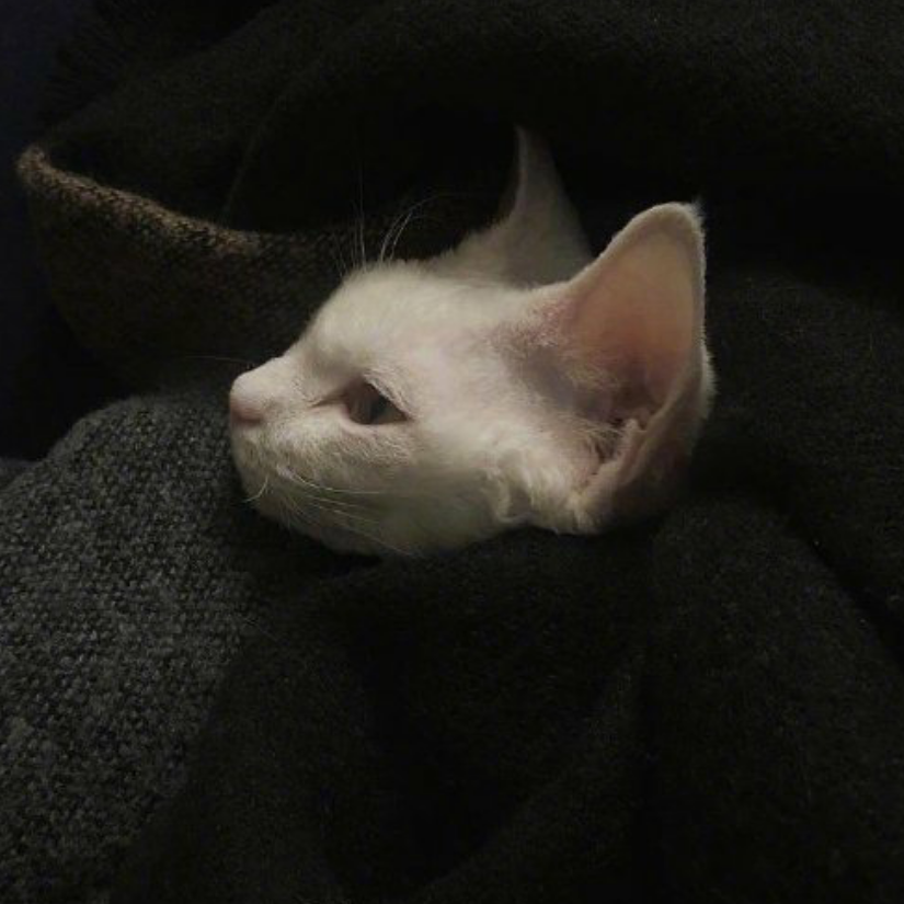 佰牙
