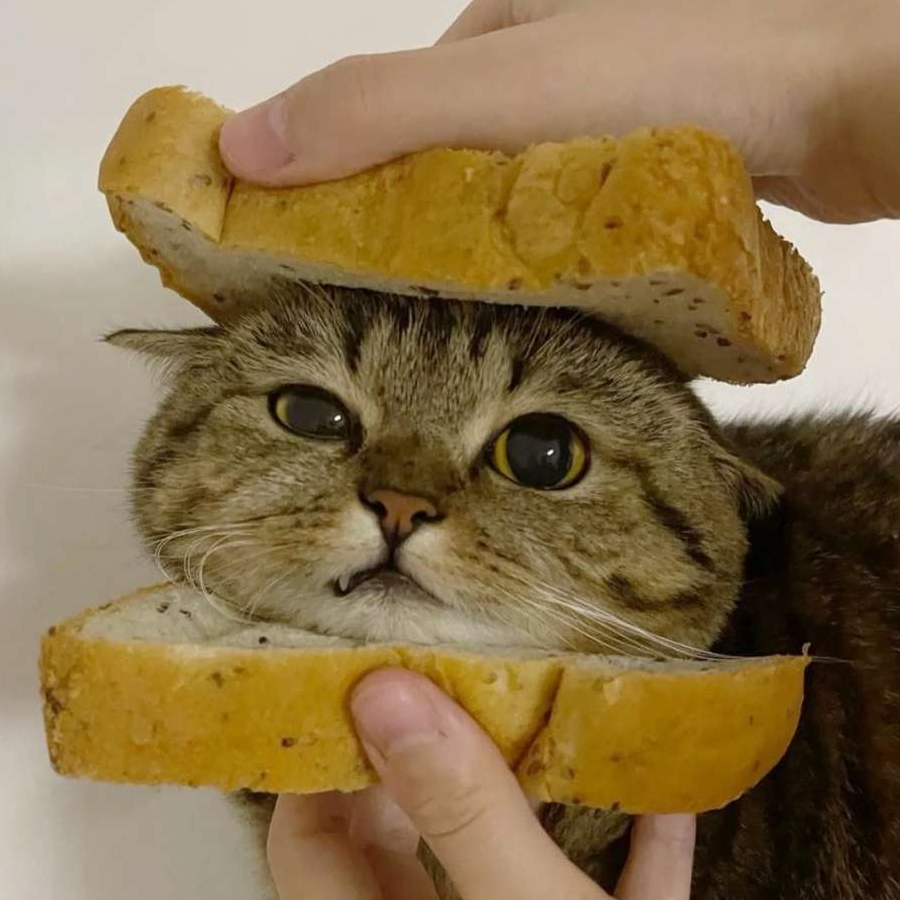 白泽