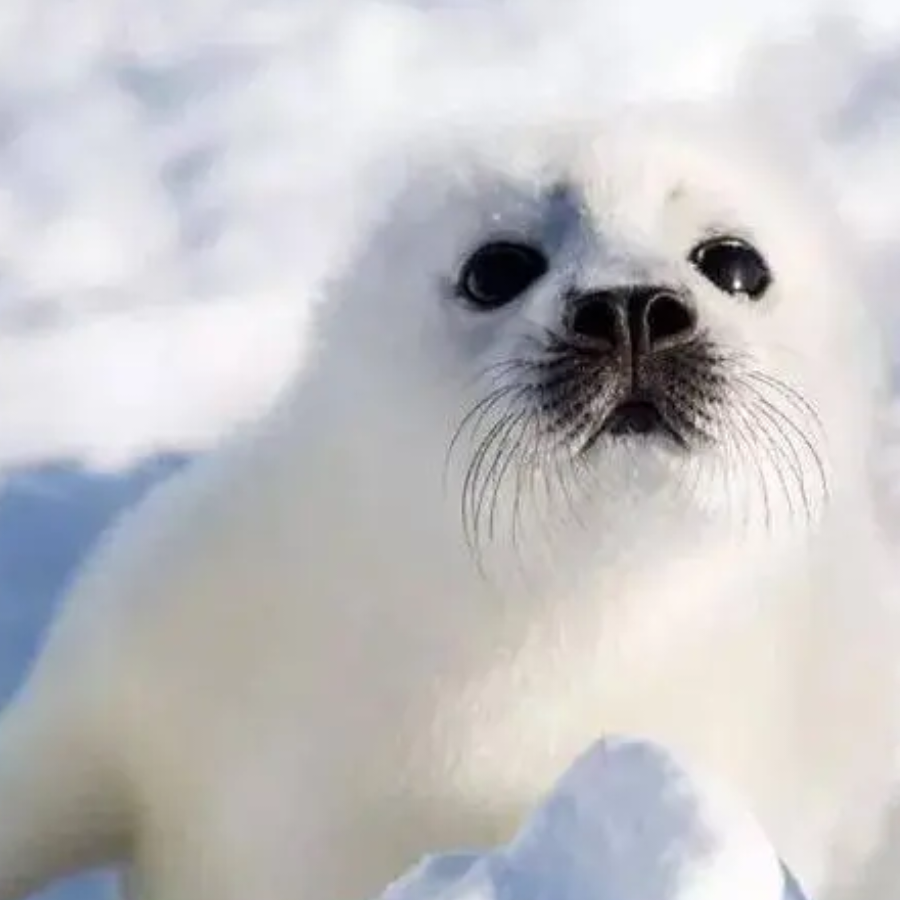 Seal