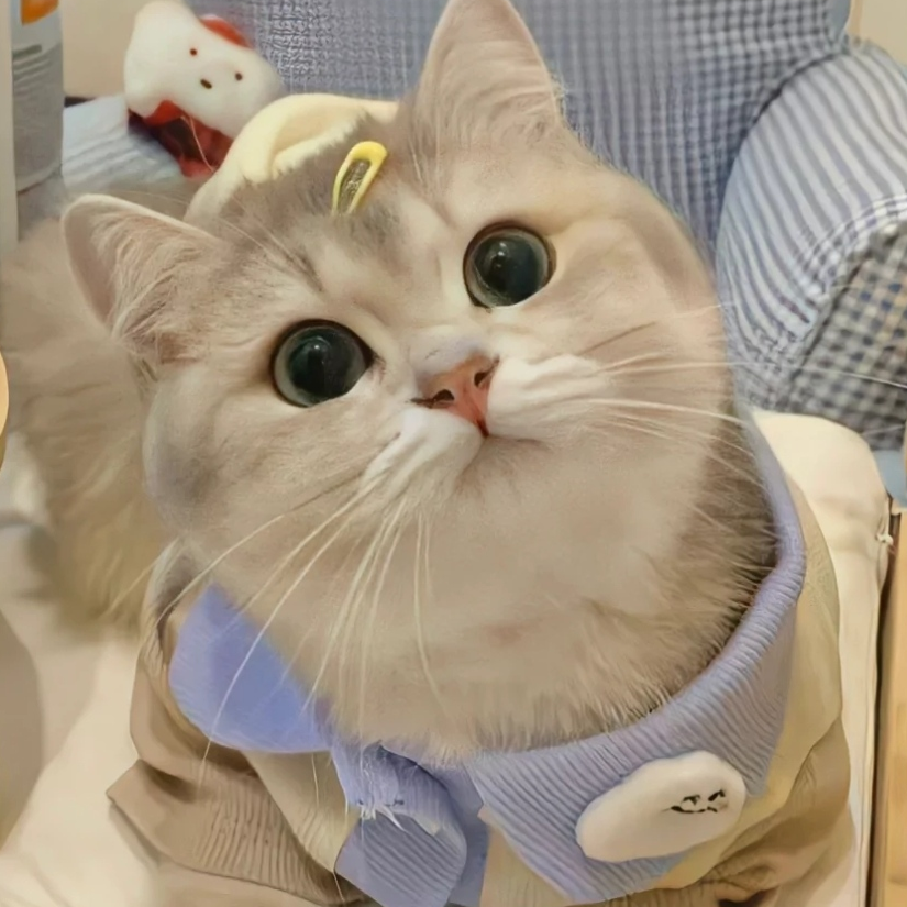 念柚