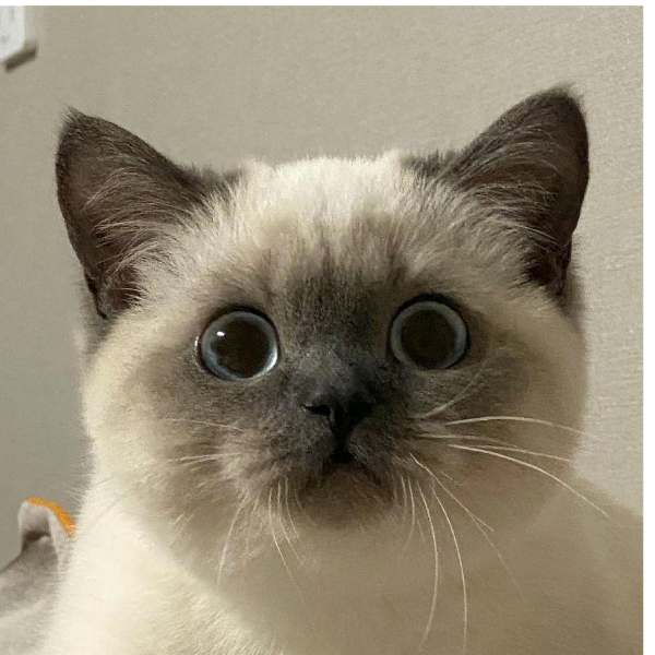 咕咕叽