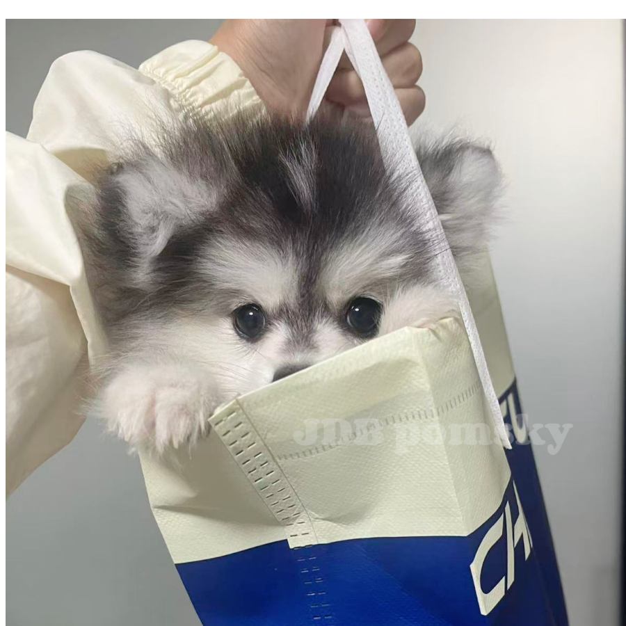 小哈