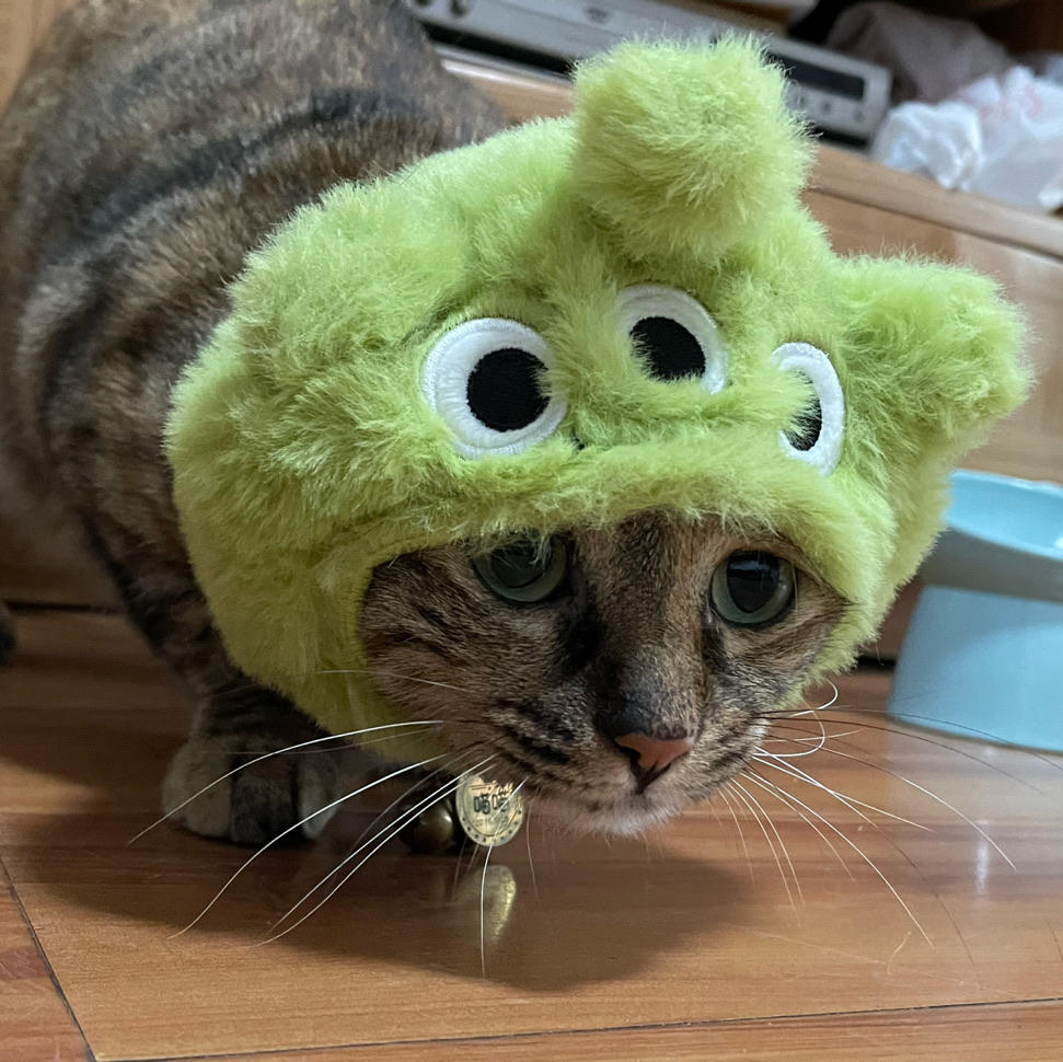 猪头先生