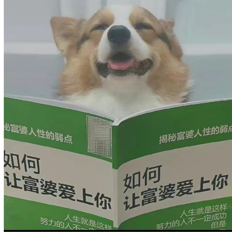 聪明的dog