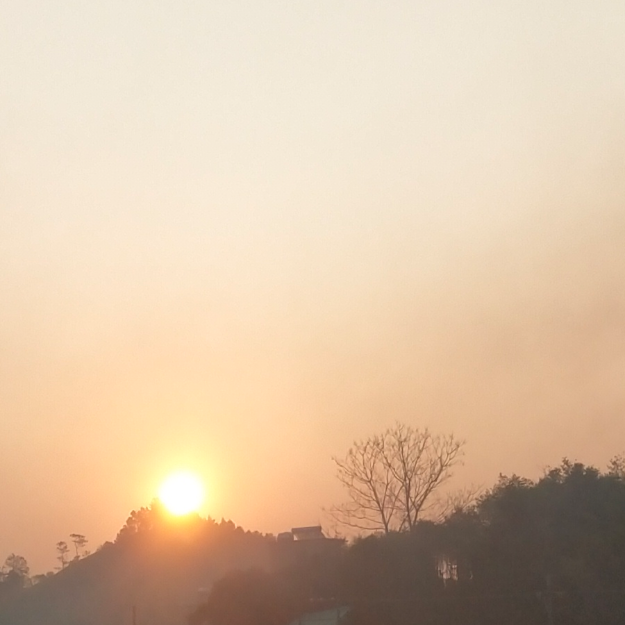 鶸