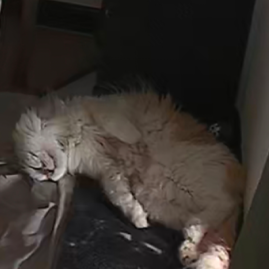 伍小猫
