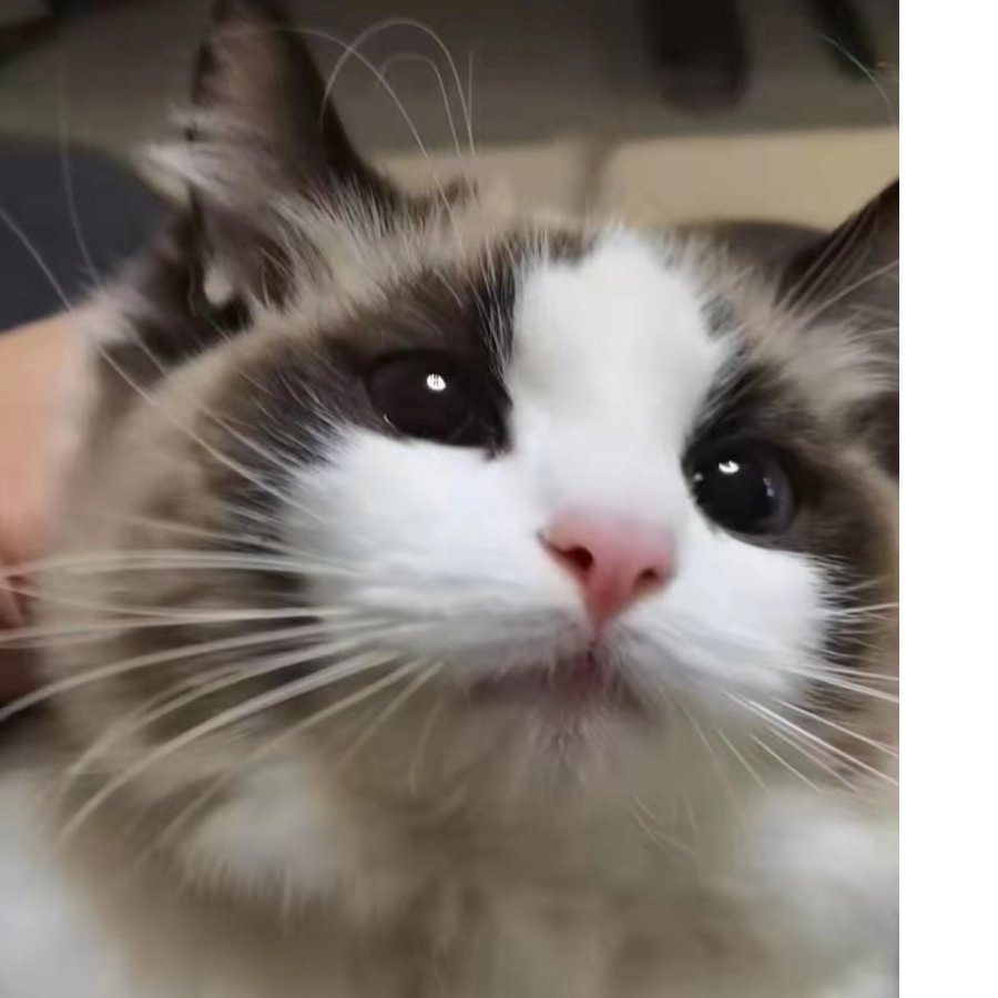 悠悠灬