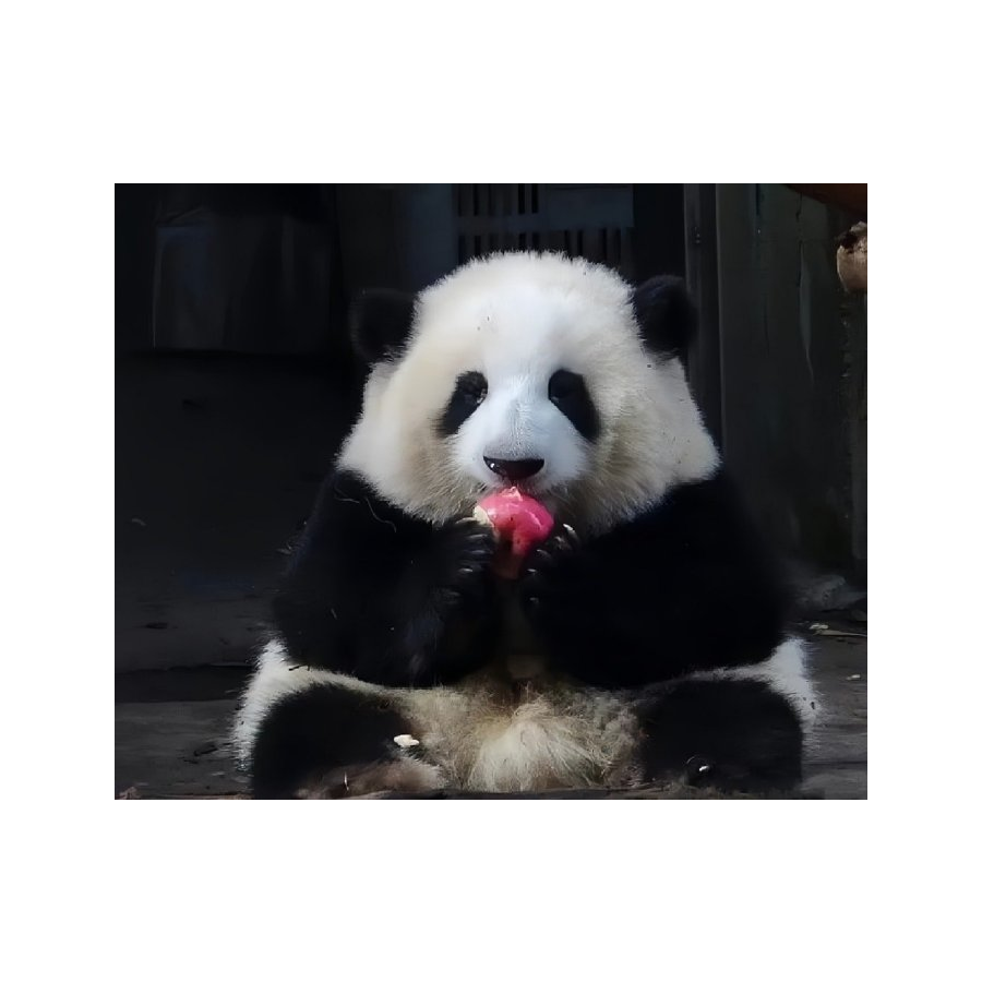 逗猫儿惹爪爪