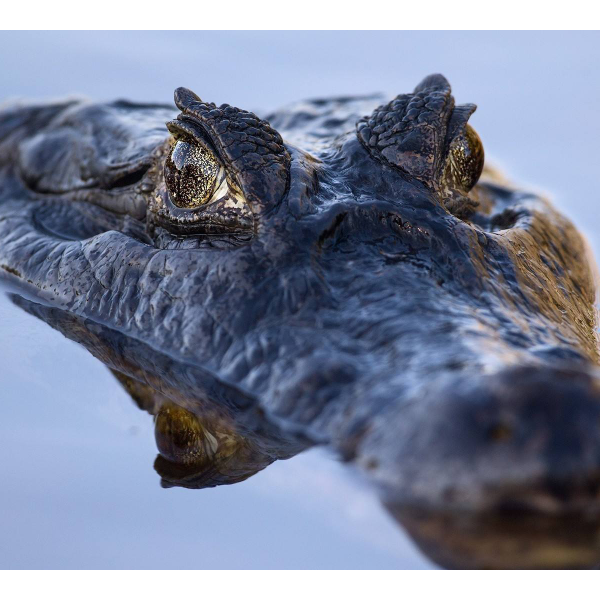 鼍🐊