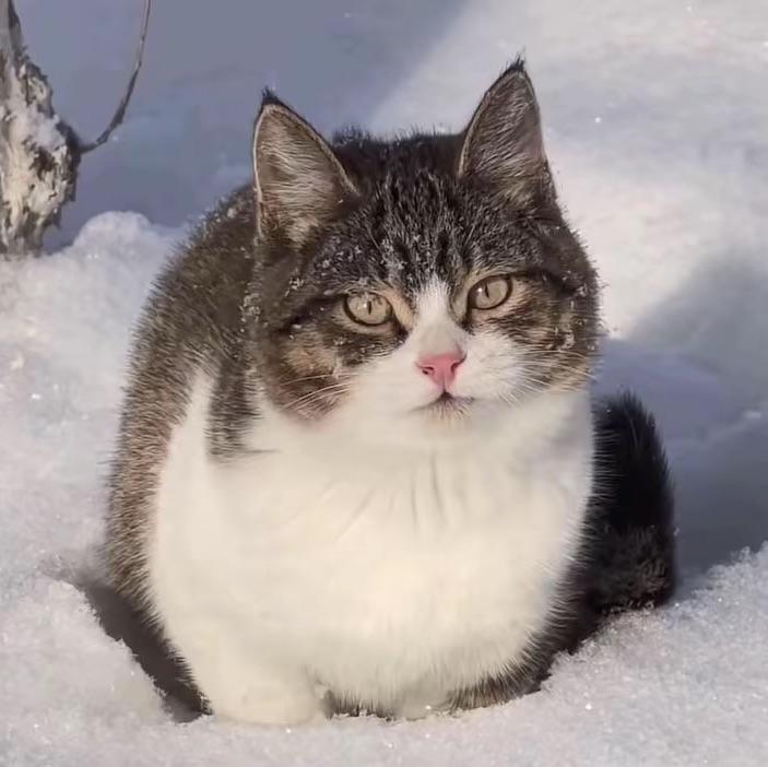椰子