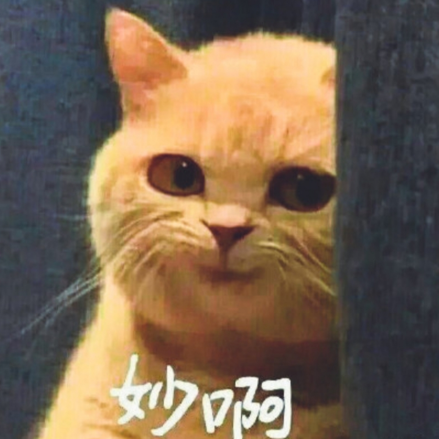 官一 金色传说橘猫