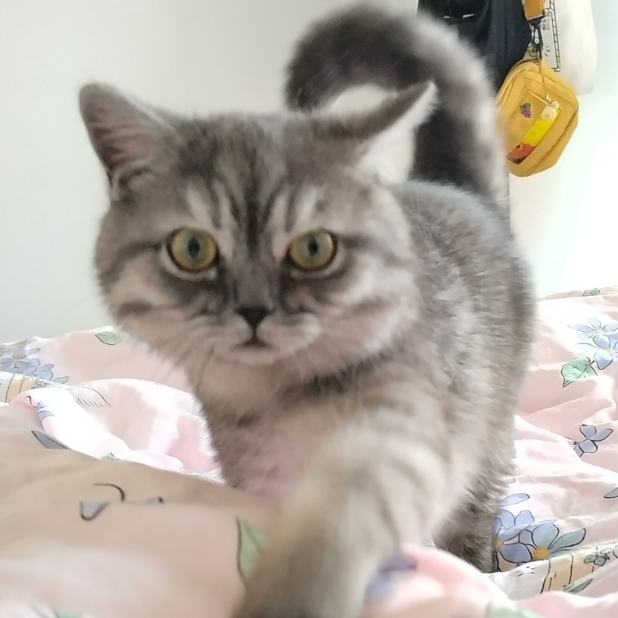 莫条条🐾