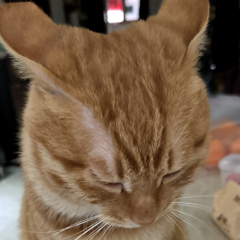 猫猫