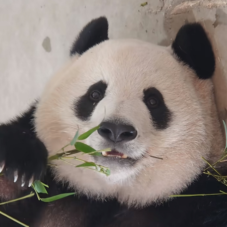 墨鱼