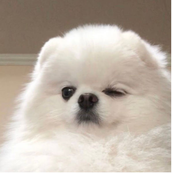 元胤胤胤胤胤