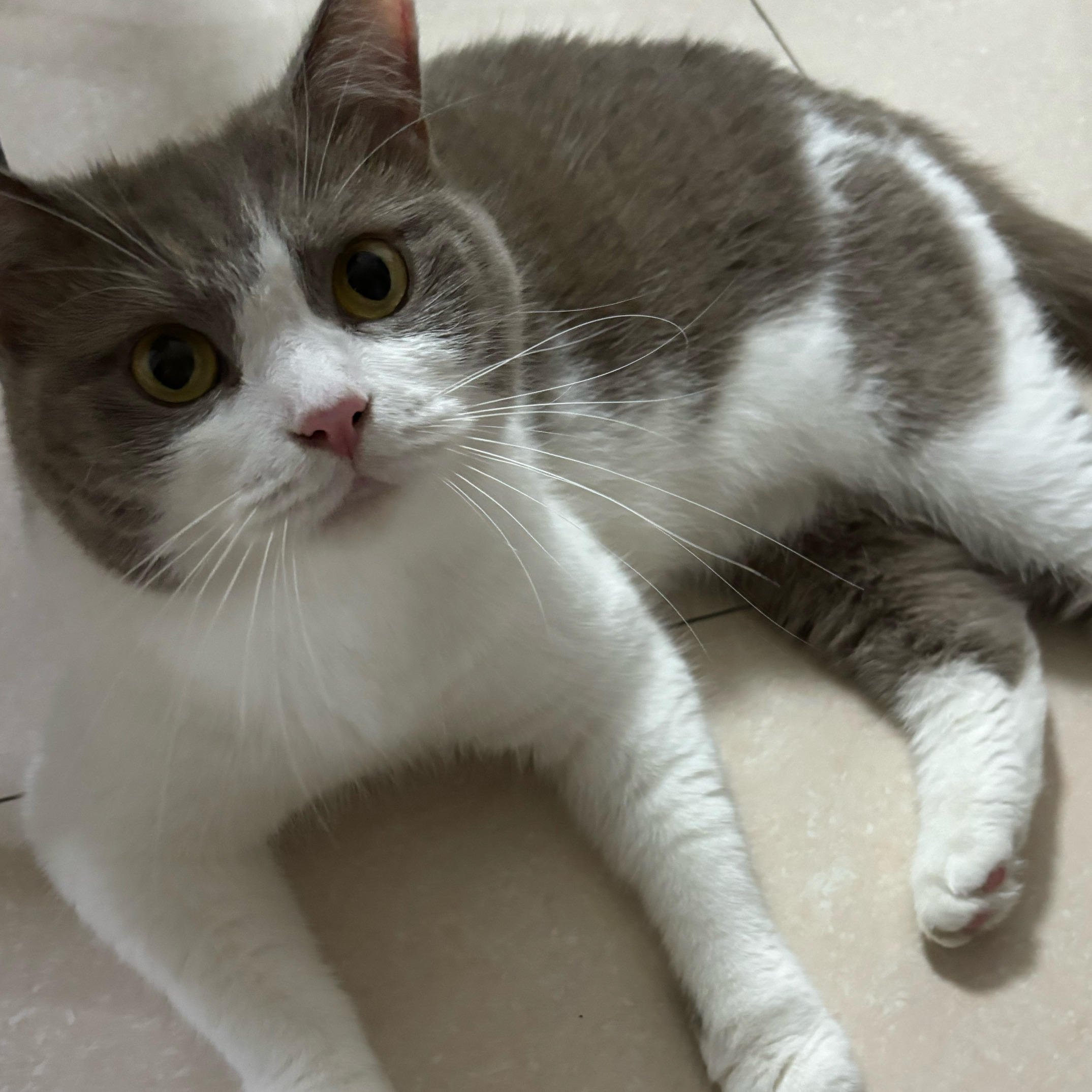 又菜又爱玩