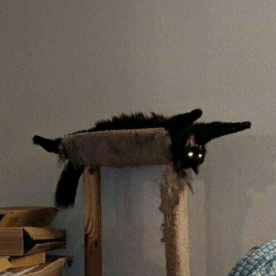 ThissNCat