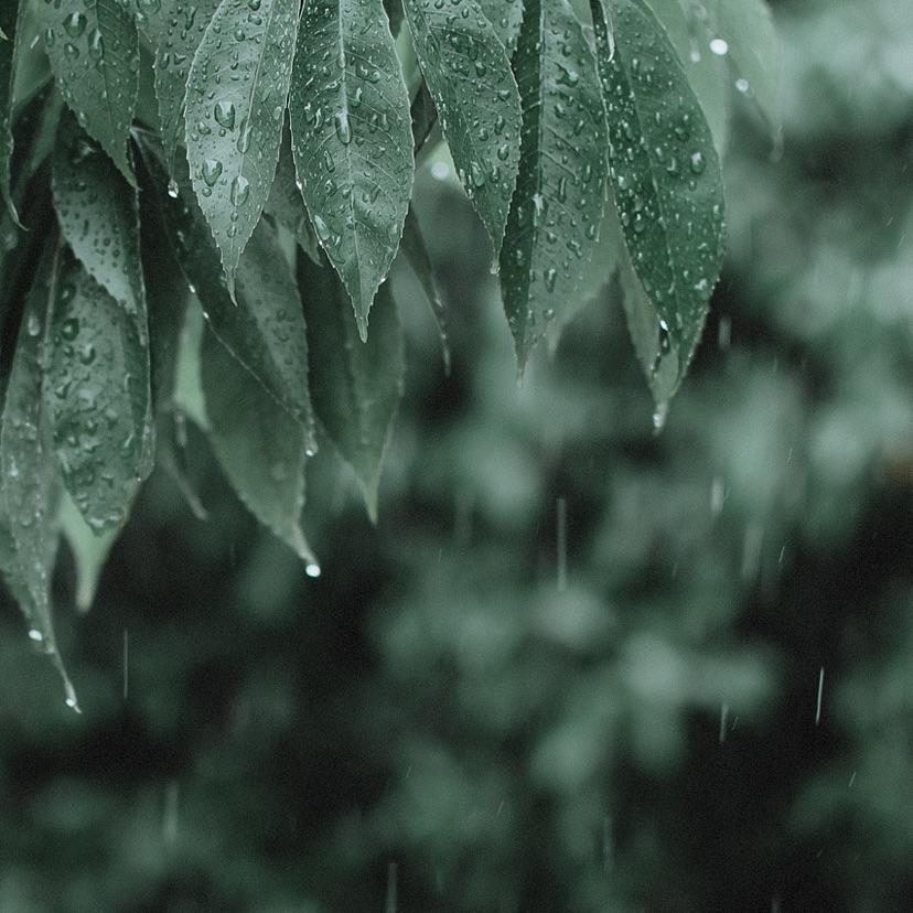 雨打飞花