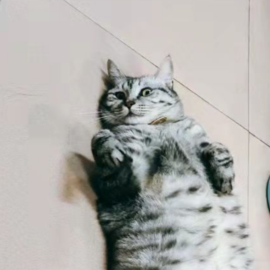 猫猫