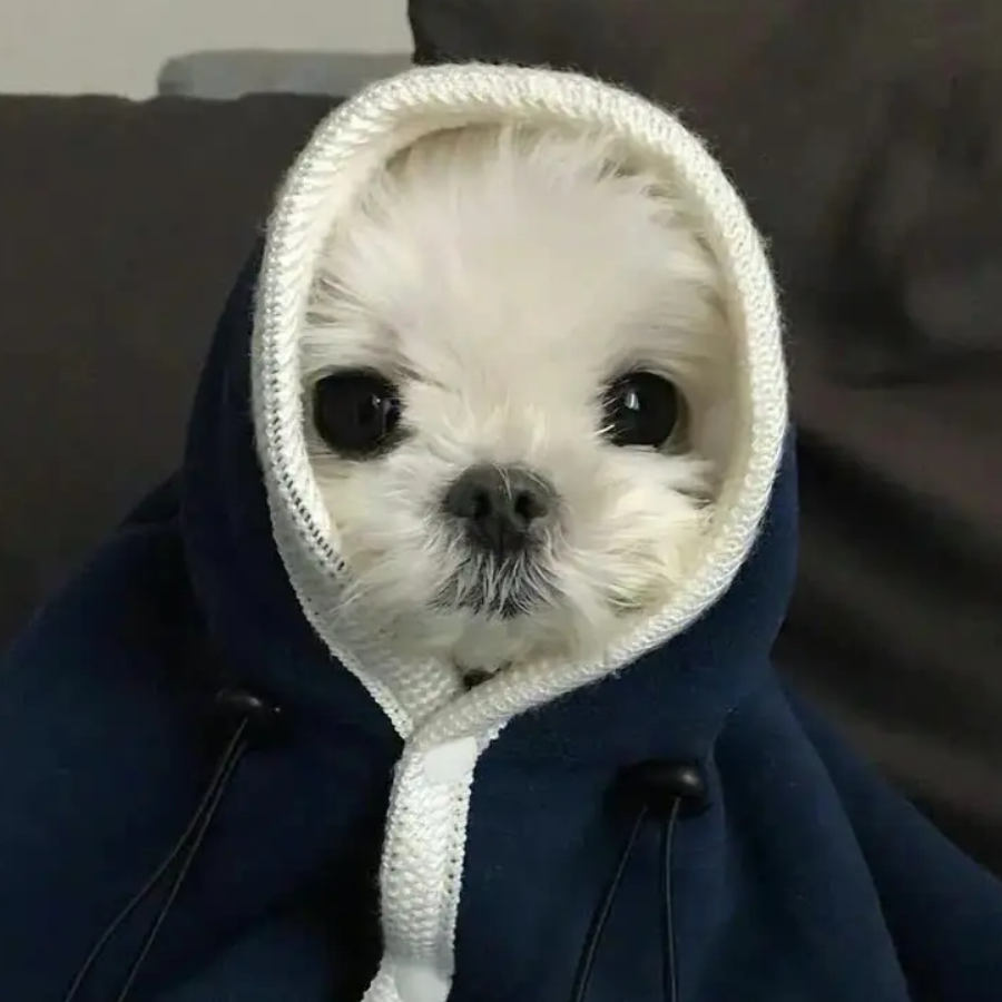 啊磊