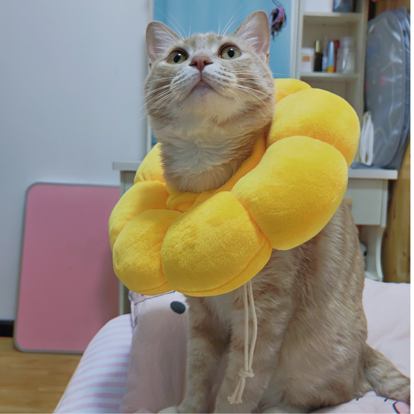 兔叽KKK