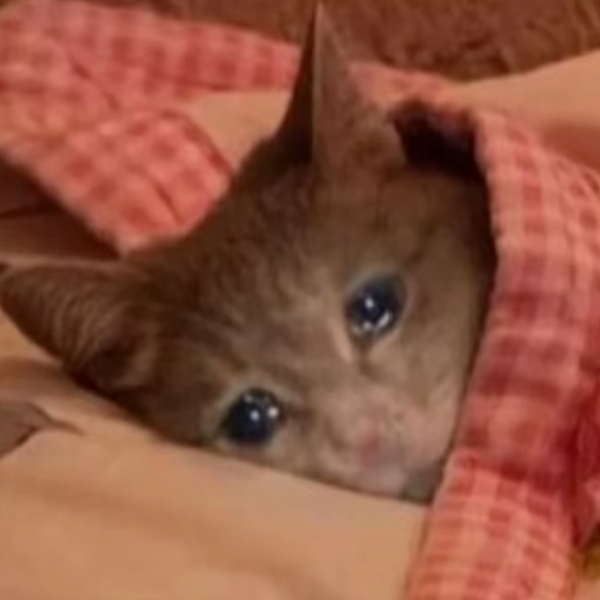 狗