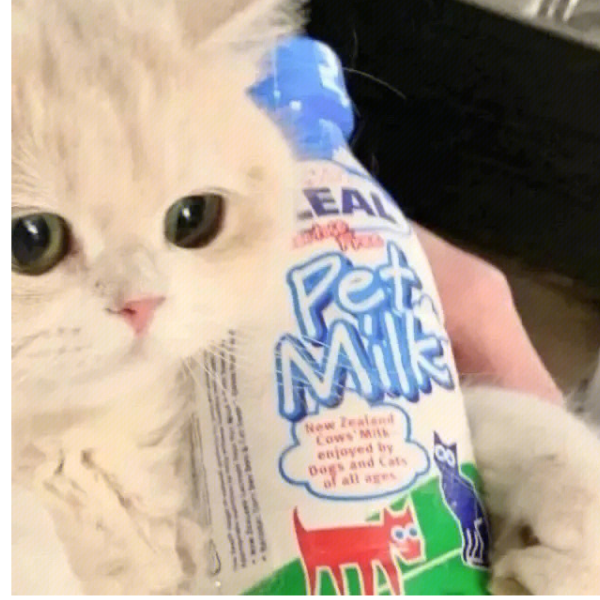 一个布丁