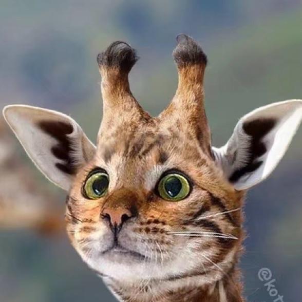 Siamese