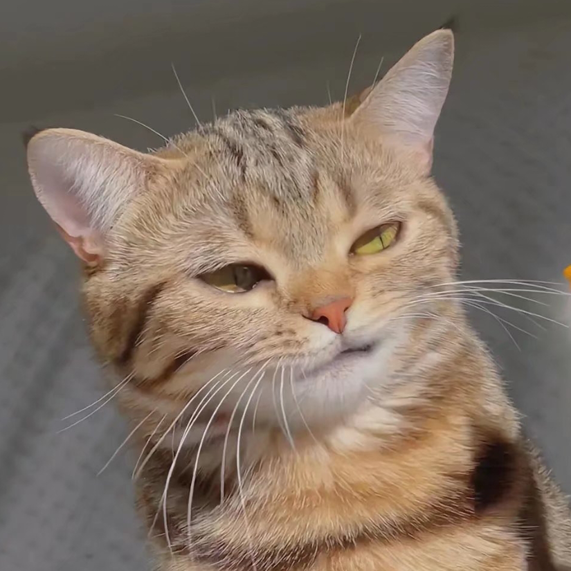 PJ