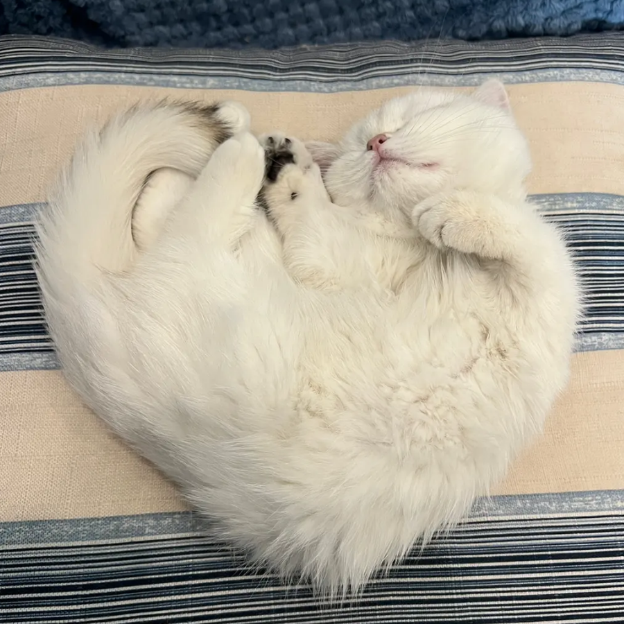 一只深情的猫猫