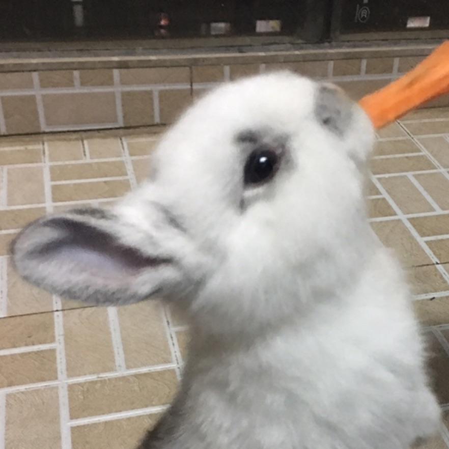 婷豆豆
