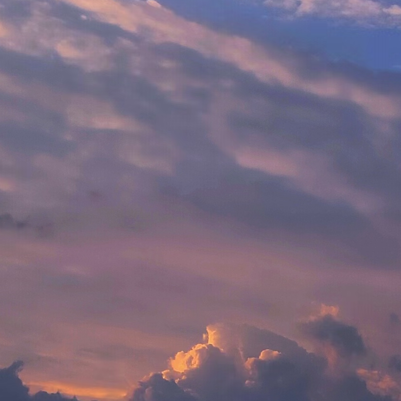 浓雾青兰