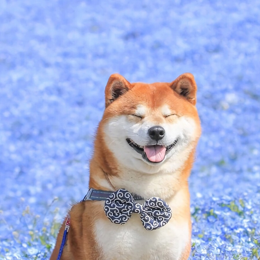 明白