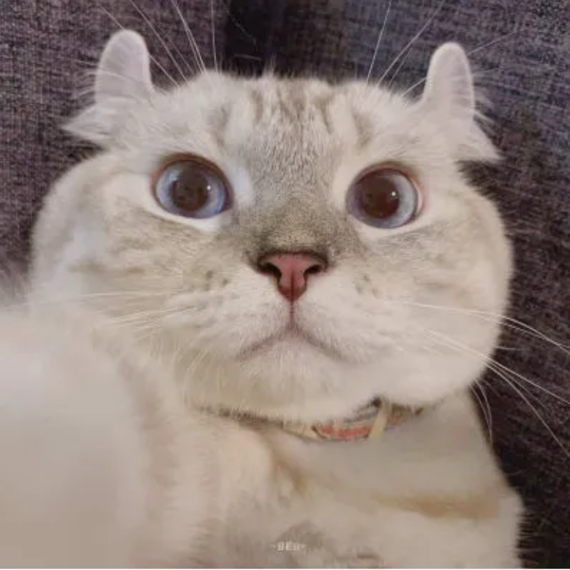 迷失在泰拉的小猫咪