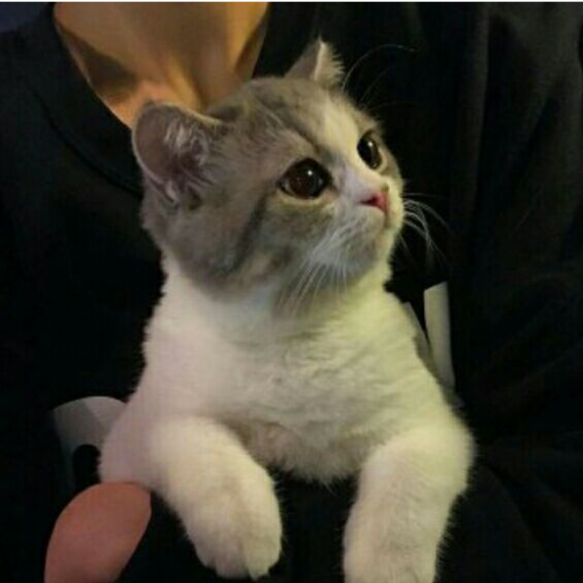晓