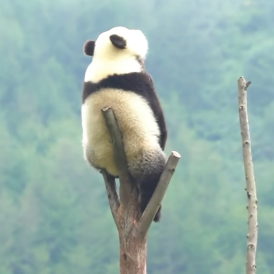 章小鱼