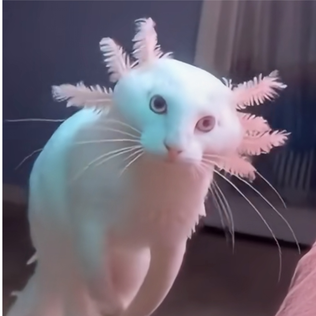 閾结假扮蝾螈猫上网