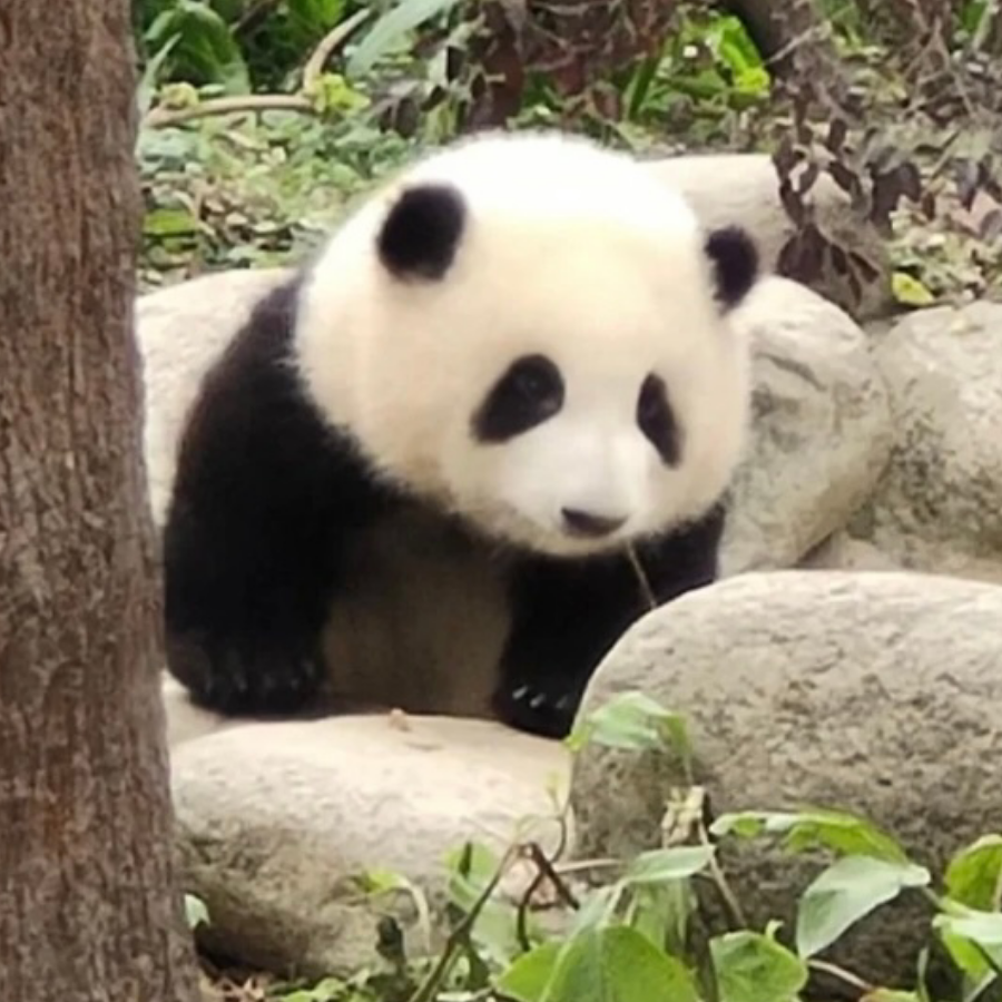 是苏苏