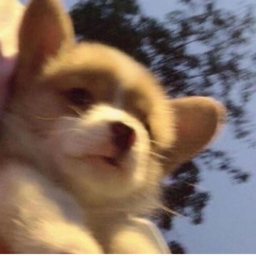 暴帅猫猫头.