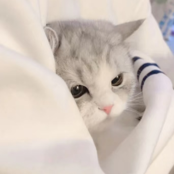秋海遇流星