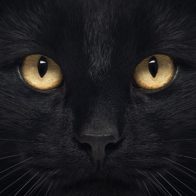 🐈‍⬛黑᳐貓᳐੭（卍）