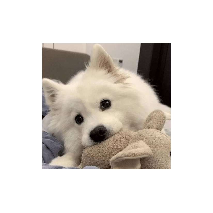 ciki